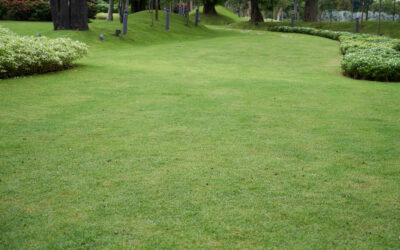 Caring Of Your Lawn Grass In Winter